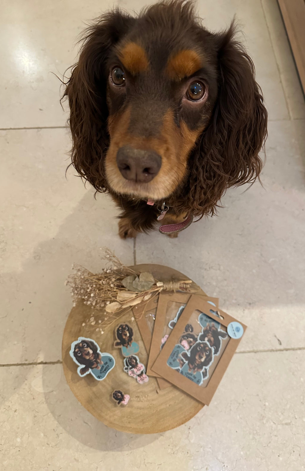 The Twist Cute Collectable Eco Sticker Pack - Dog Edition